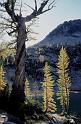 Larches Entiat Mtns 2